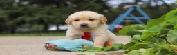 Golden Retriever dogs for sale: Buddy - Ad 8