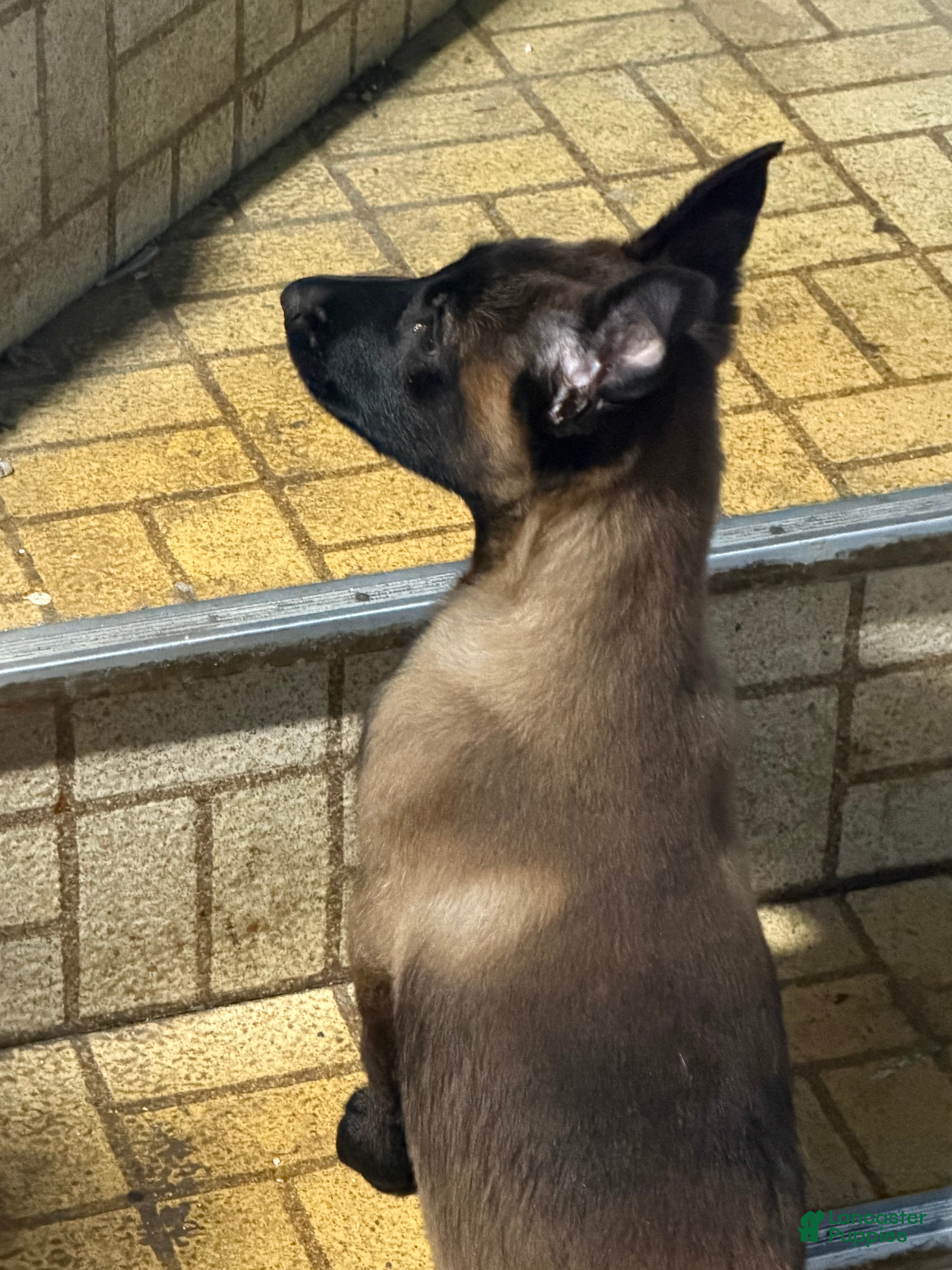 Belgian Malinois dogs Belgian Malinois 1 - Ad 20