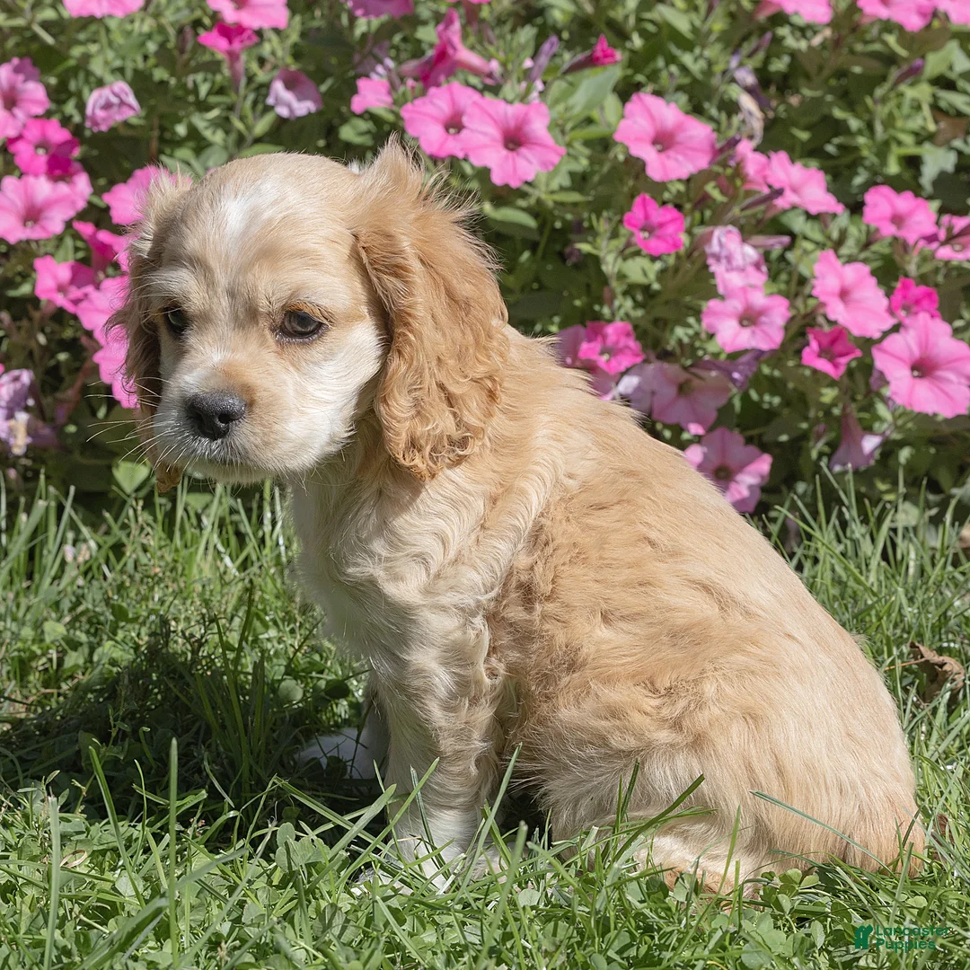 Cocker Spaniel dogs for sale: Buddy Cocker Spaniel  - Ad 2
