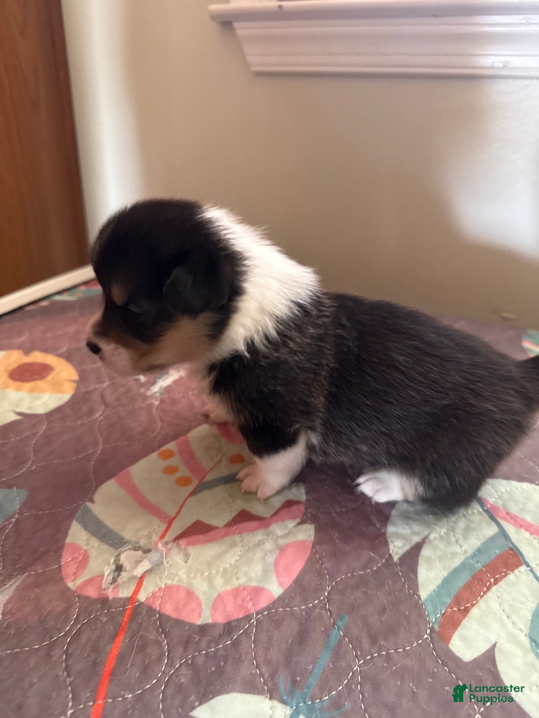 Welsh Corgi Pembroke dogs for sale: Jacob - Ad 1