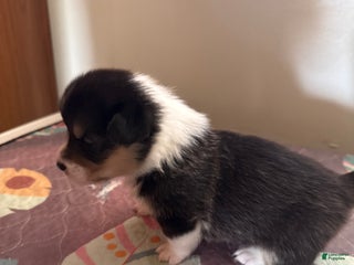 Welsh Corgi Pembroke dogs Jacob - Ad 8