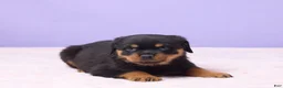 Rottweiler dogs for sale: Igor - Ad 4