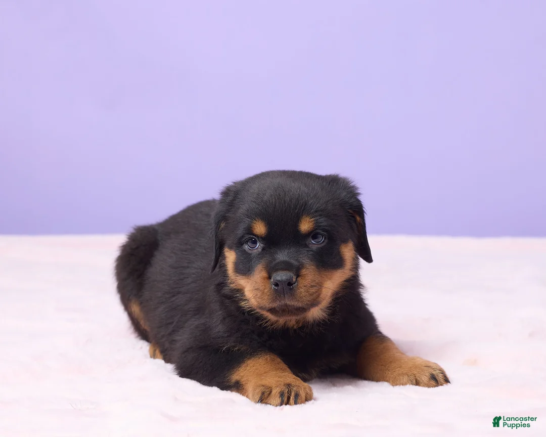 Rottweiler dogs for sale: Igor - Ad 4