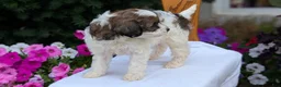 Maltipoo dogs for sale: Koko - Ad 3