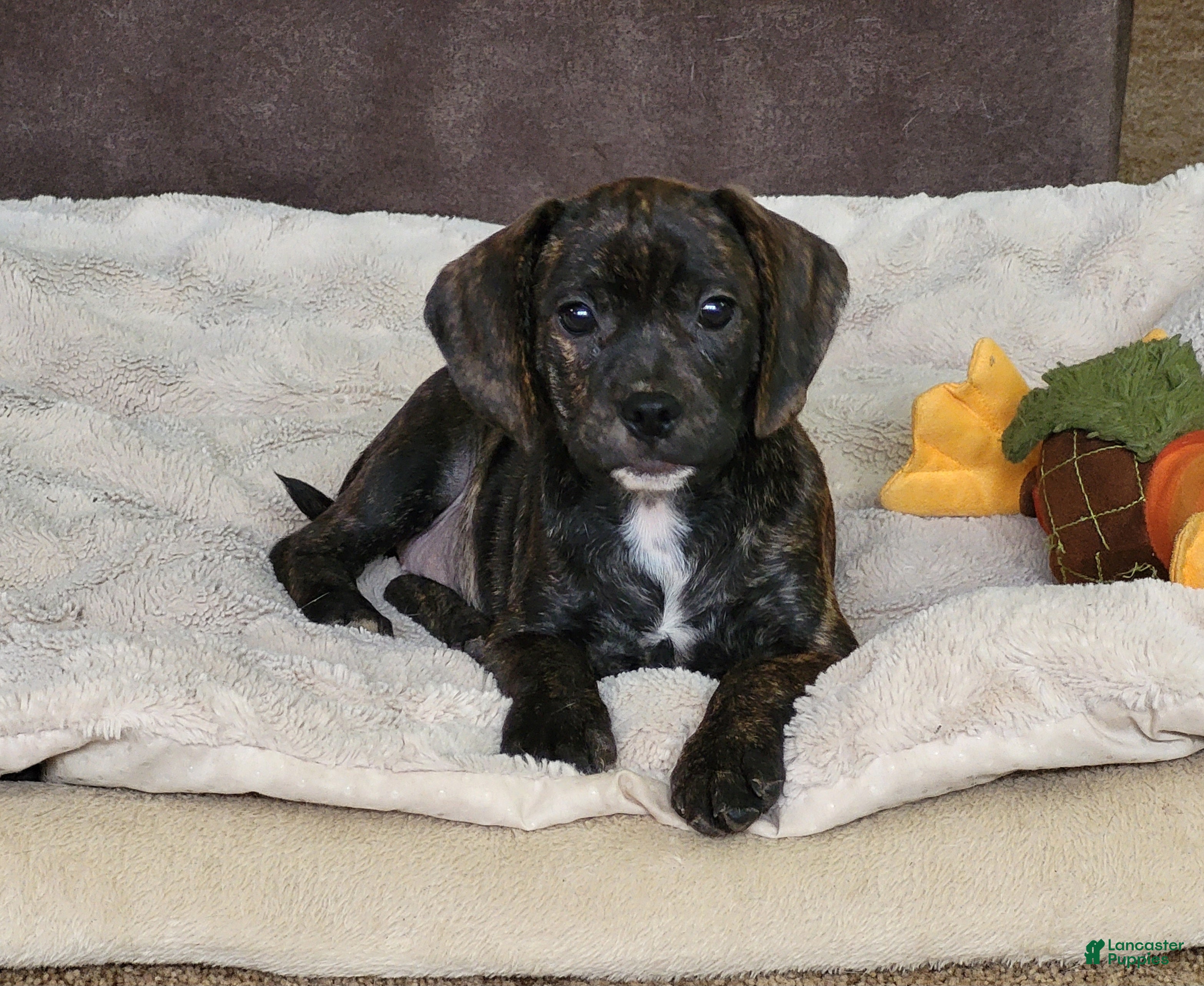 Puggle dogs Milly - Ad 5