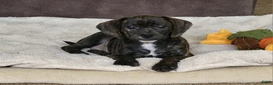 Milly