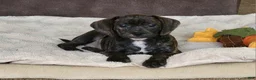 Puggle dogs for sale: Milly - Ad 1