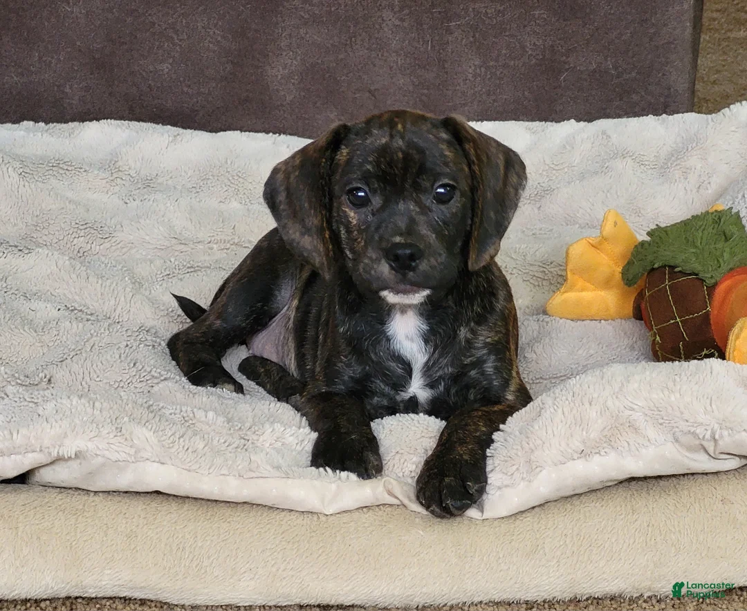 Puggle dogs for sale: Milly - Ad 1