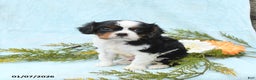 Cavalier King Charles Spaniel dogs for sale: Archie - Ad 1