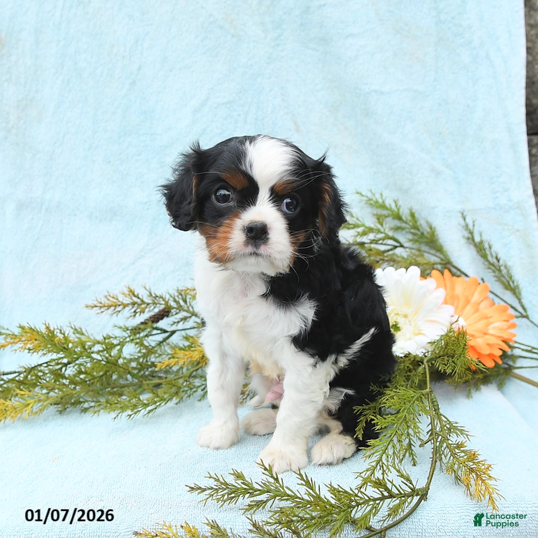 Cavalier King Charles Spaniel dogs for sale: Archie - Ad 1
