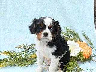 Cavalier King Charles Spaniel dogs Archie - Ad 27