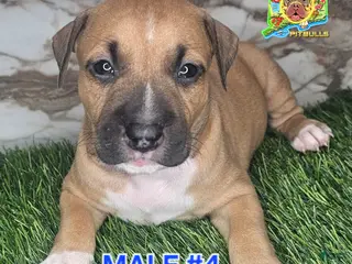 American Bully dogs American Bully Puppy 4 - Ad 2