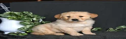 Golden Retriever dogs for sale: Remington - Ad 2