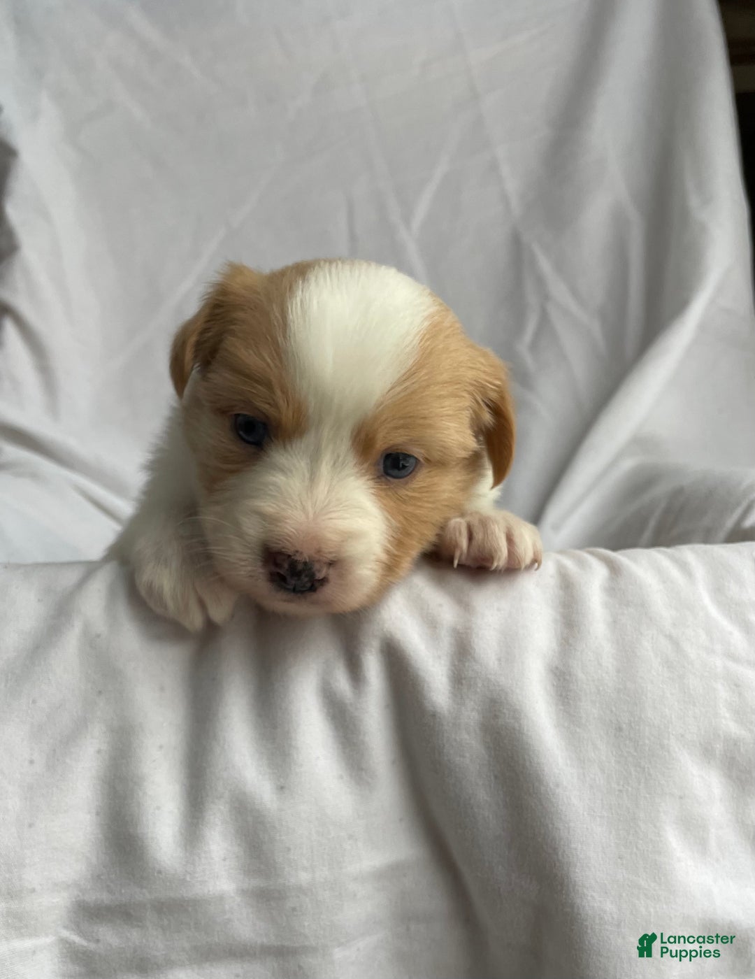 Australian Shepherd dogs for sale: Blue - Ad 1