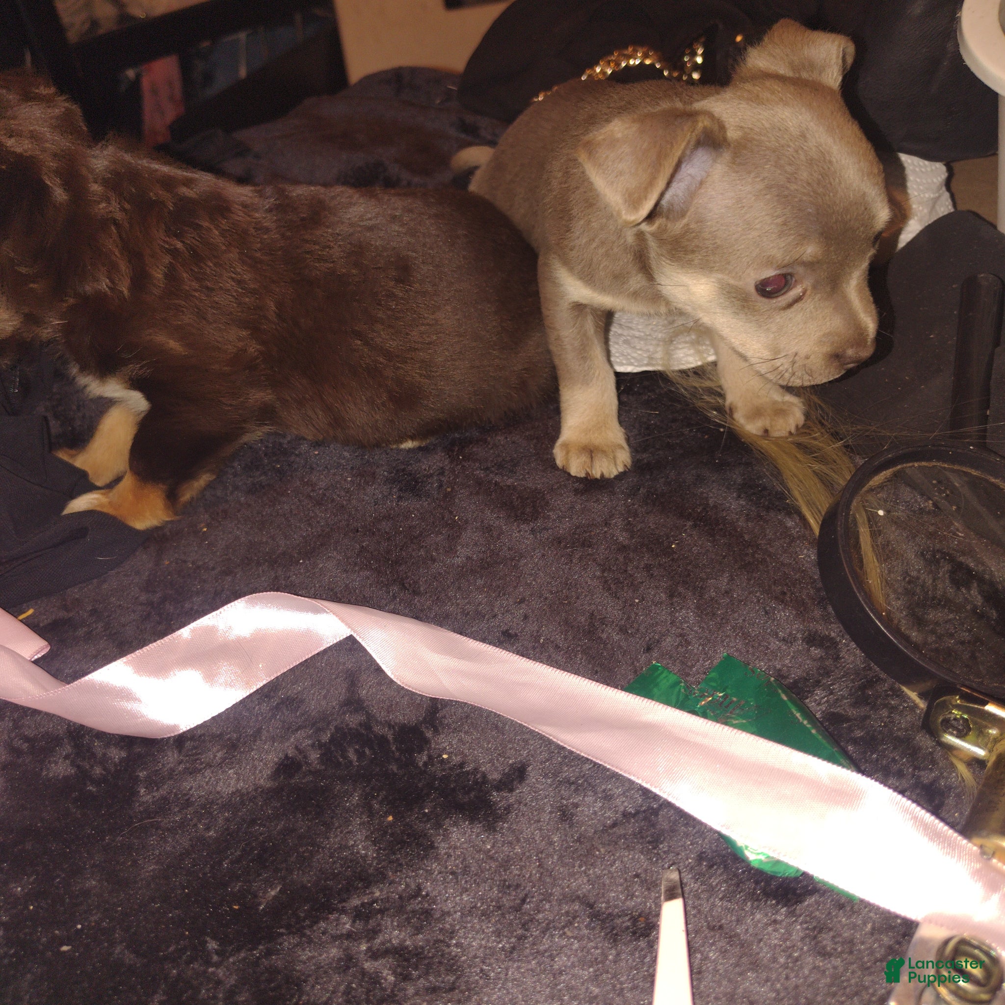 Mixed Breed dogs Mixed Breed Puppy 1 - Ad 29