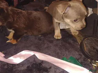 Mixed Breed dogs for sale: Mixed Breed Puppy 1 - Ad 4