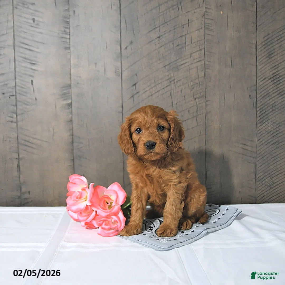 Cavapoo dogs for sale: Freya - Ad 2