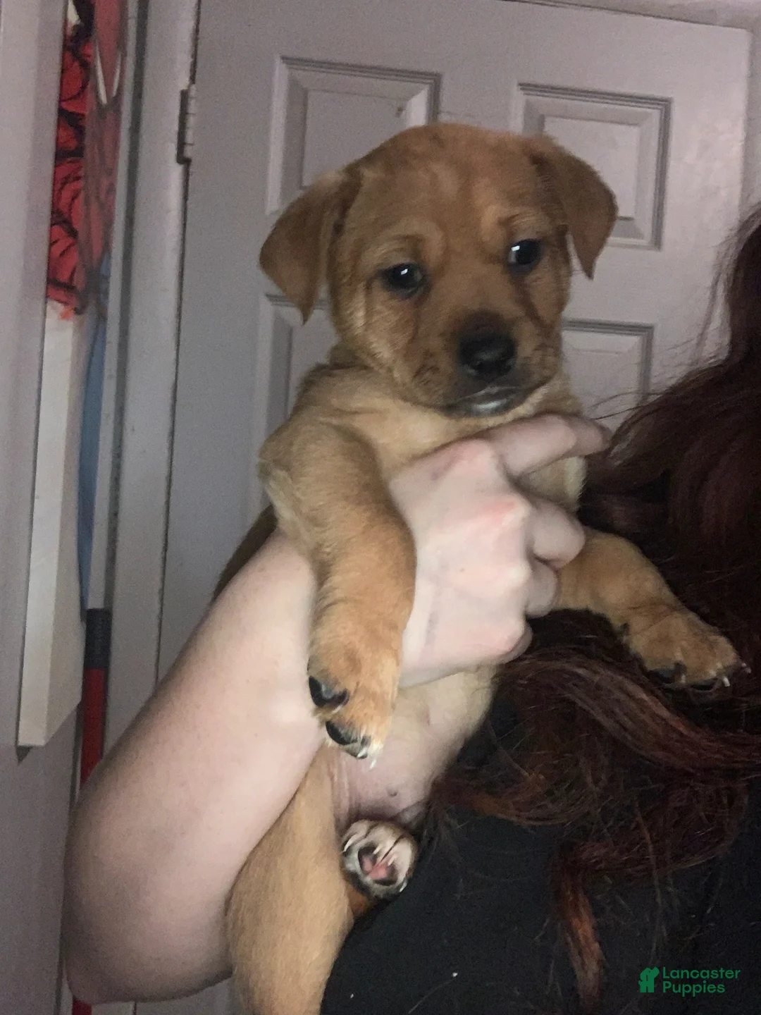 Mixed Breed dogs for sale: Rebel - Ad 8