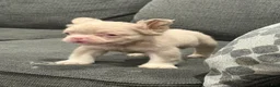 French Bulldog dogs for sale: Carlito  - Ad 7