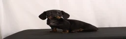 Dachshund dogs for sale: Lenard - Ad 10