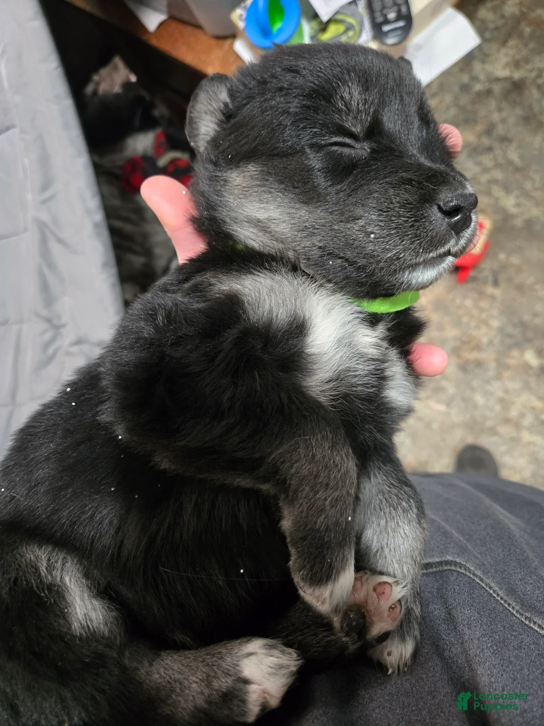 Goberian dogs for sale: Goberian green Puppy 8 - Ad 2