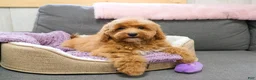 Mini Goldendoodle dogs for sale: Macaroni  - Ad 2