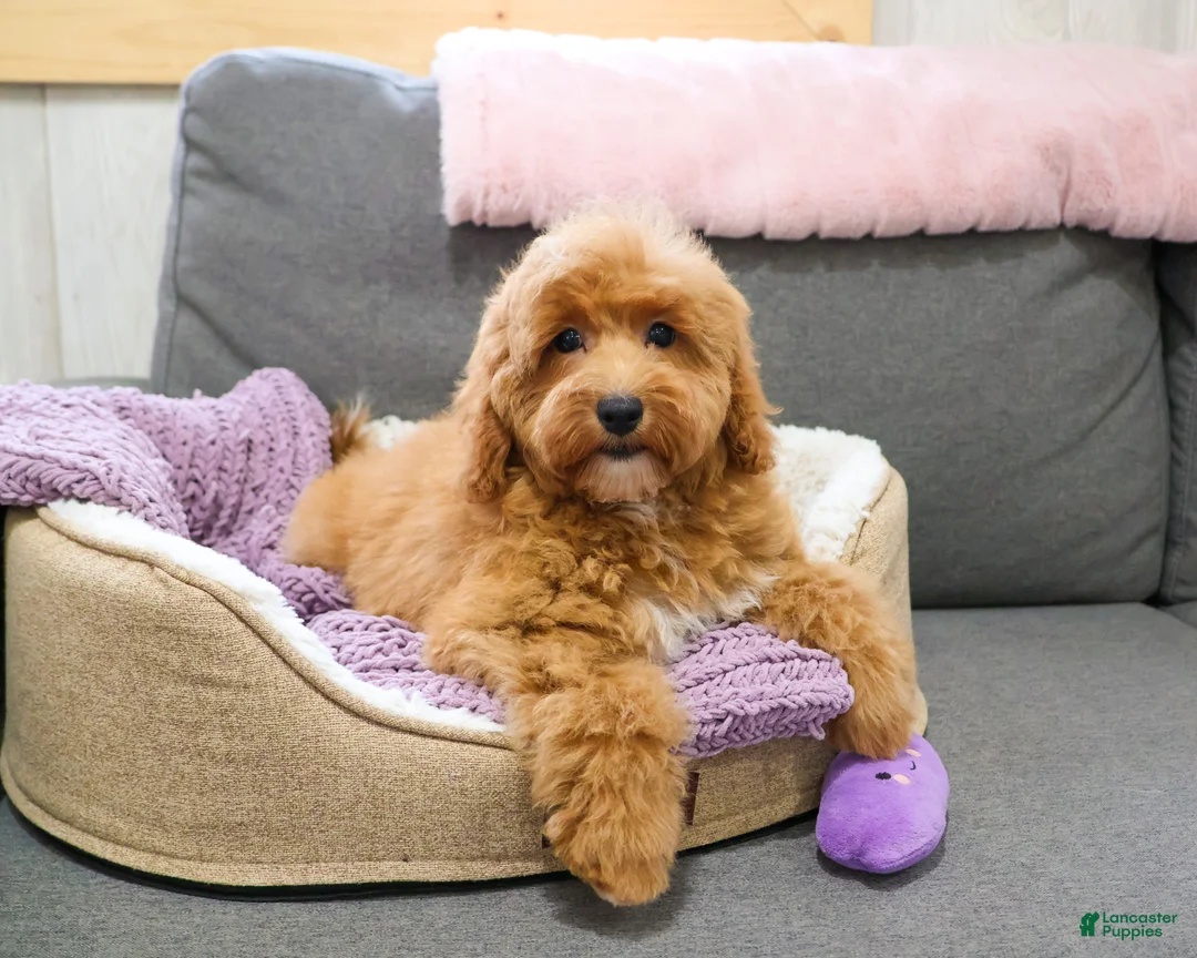Mini Goldendoodle dogs for sale: Macaroni  - Ad 2