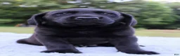 Labrador Retriever dogs for sale: Diesel  - Ad 6
