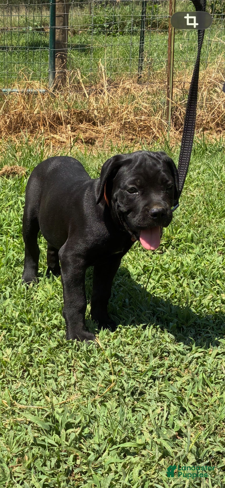 Cane Corso dogs Cane Corso Puppy 8 - Ad 7