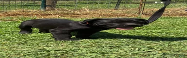 Cane Corso Puppy 8