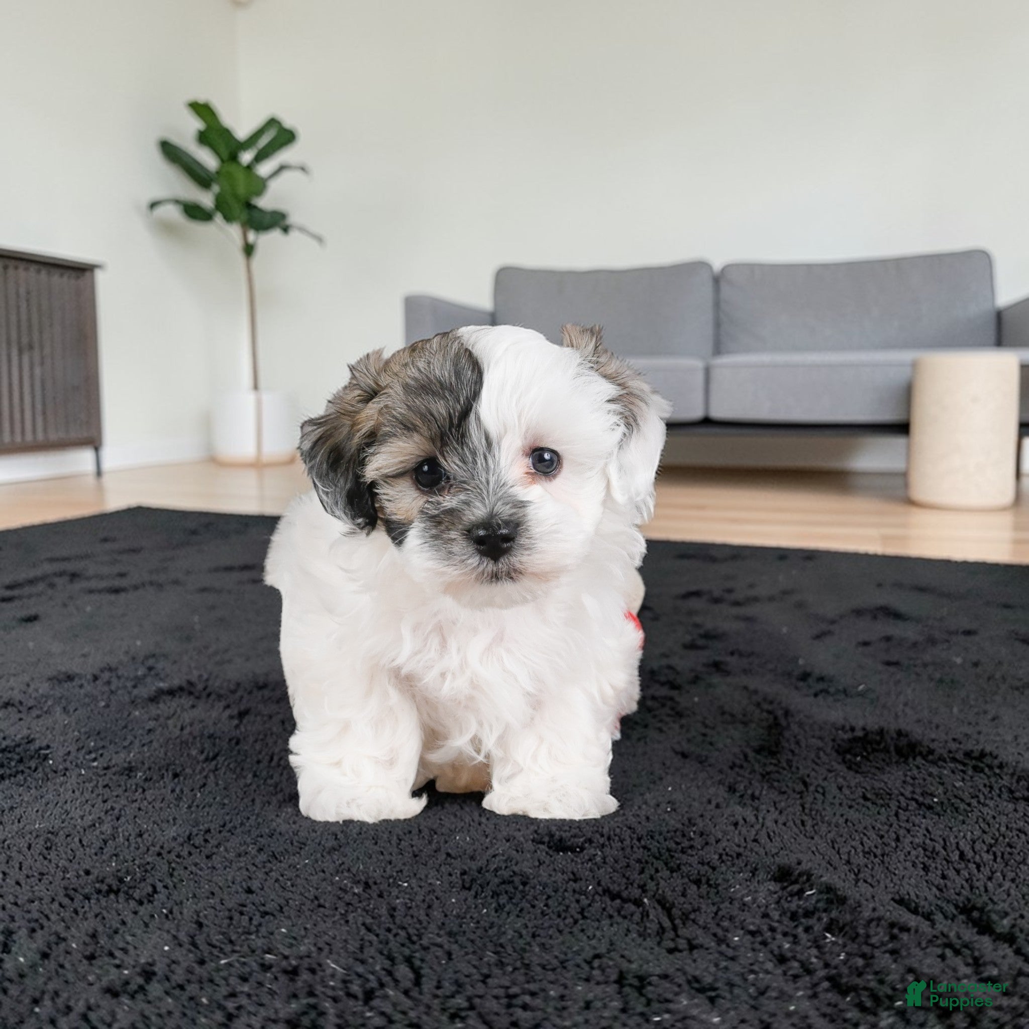 Maltipoo dogs JOY - Ad 1