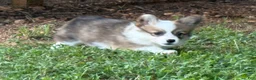 Welsh Corgi Pembroke dogs for sale: Fluffy Sable - Ad 13
