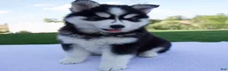 Pomsky dogs for sale: Spike - Ad 4