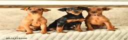 Miniature Pinscher dogs for sale: Gil  - Ad 3