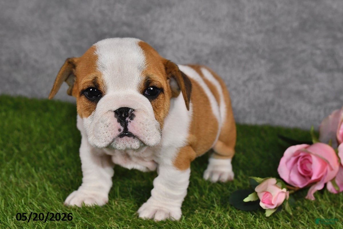 English Bulldog dogs Jesenia - Ad 2