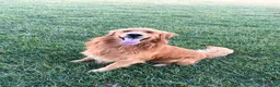 Golden Retriever dogs for sale: Liberty - Ad 5