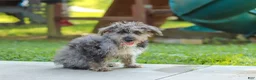 Yorkiepoo dogs for sale: Winston - Ad 6