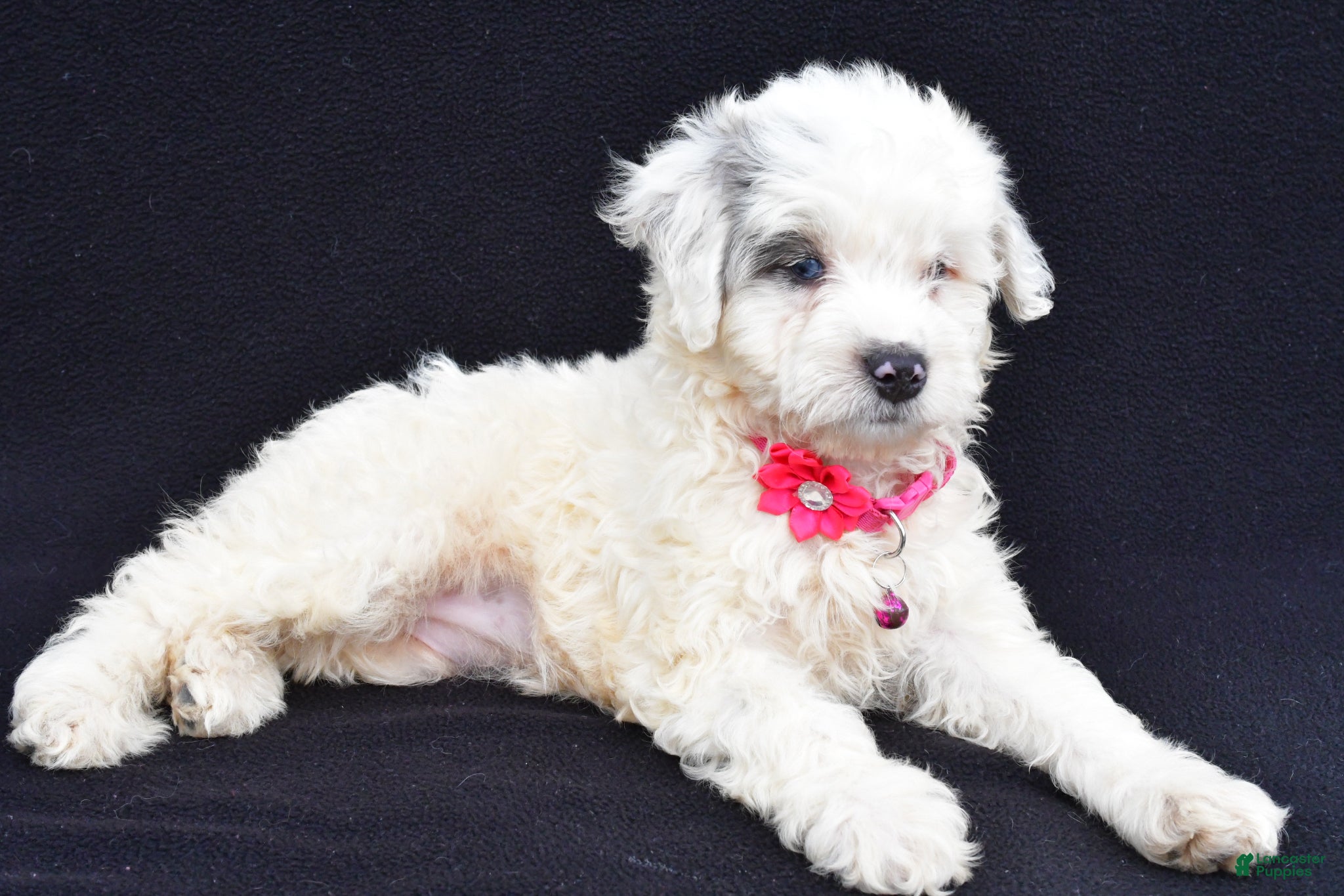 Mini Aussiedoodle dogs Debbie - Ad 2