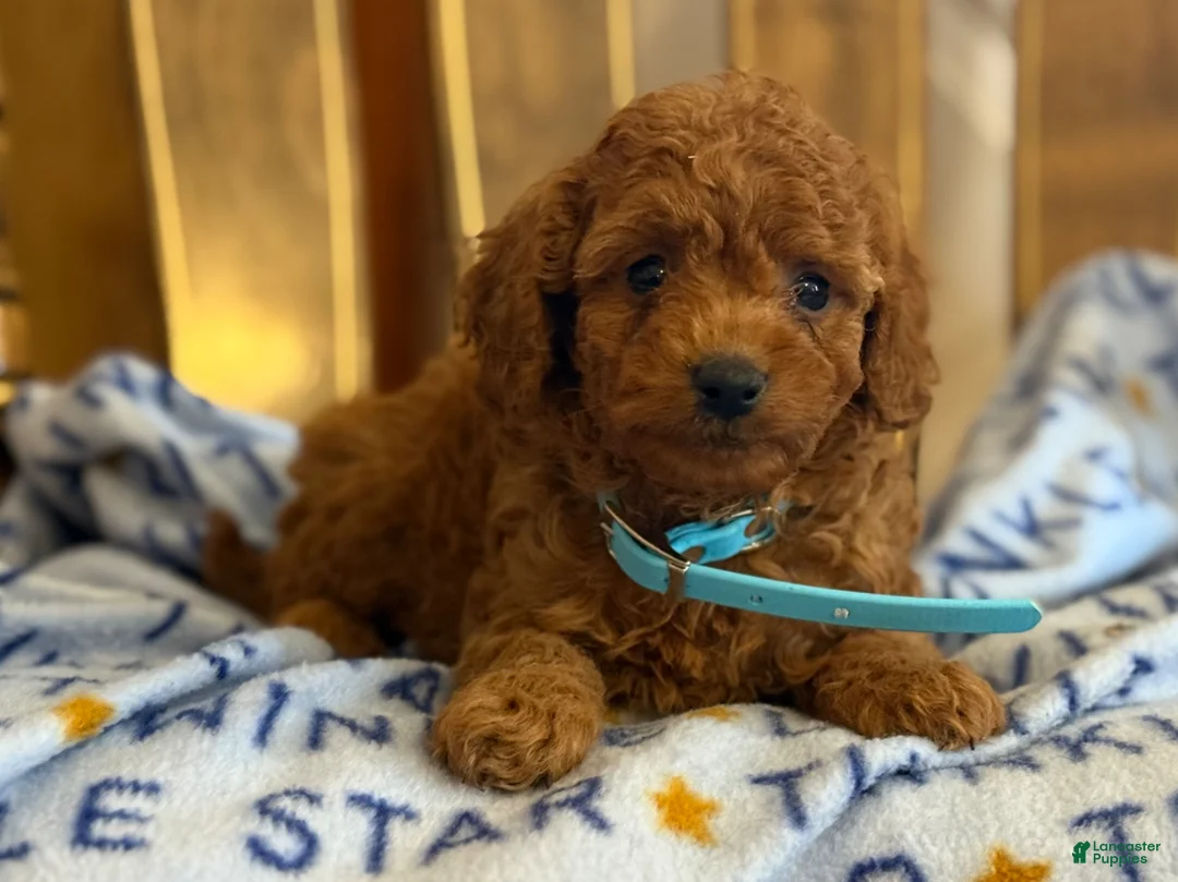 Cavapoo dogs for sale: Phoebe - Ad 4