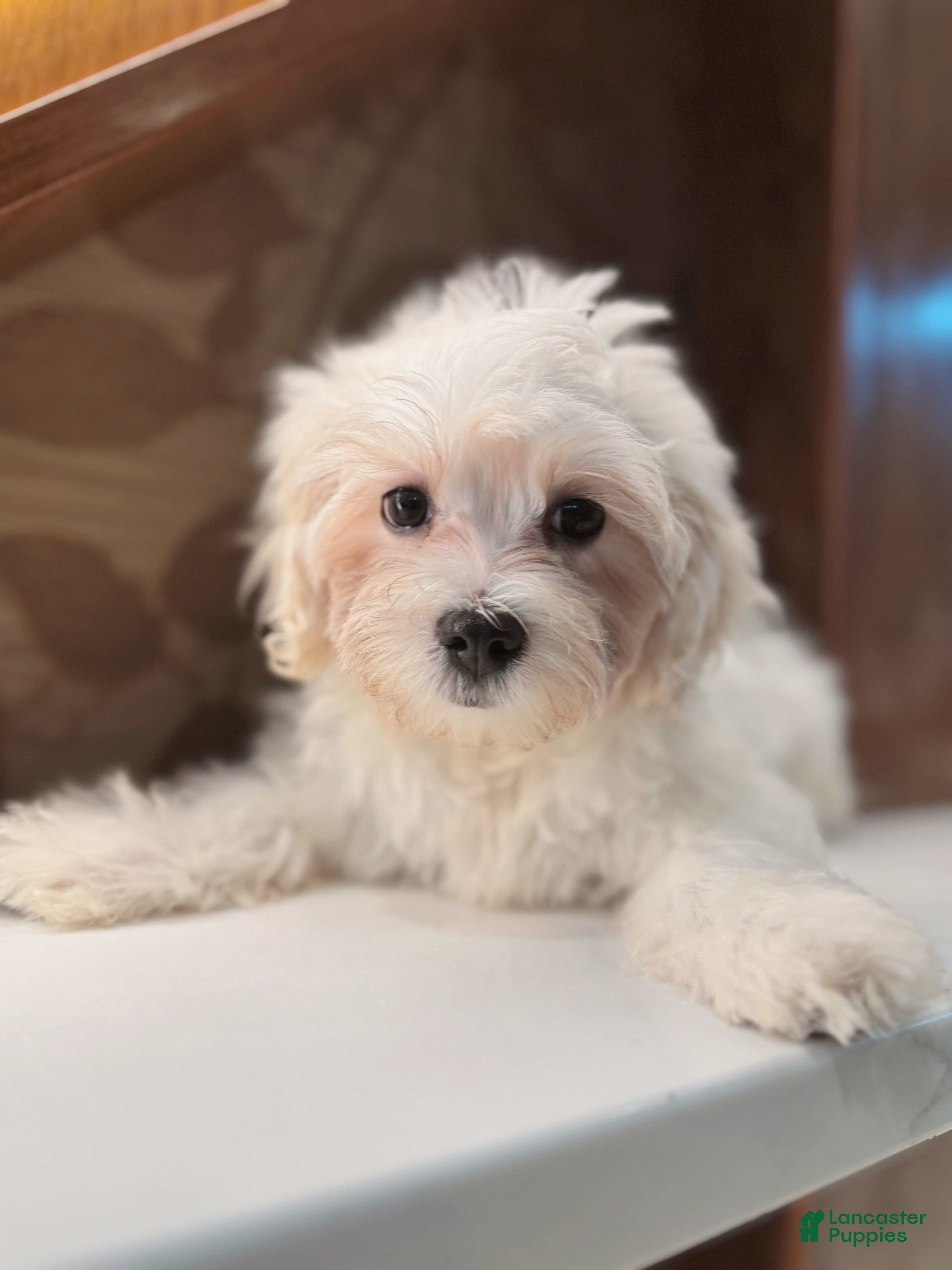 Mixed Breed dogs Lemon - Ad 23