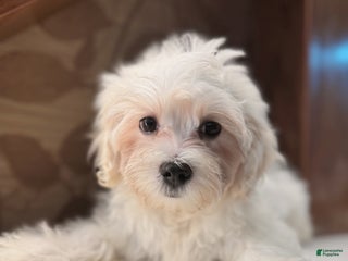 Mixed Breed dogs Lemon - Ad 8