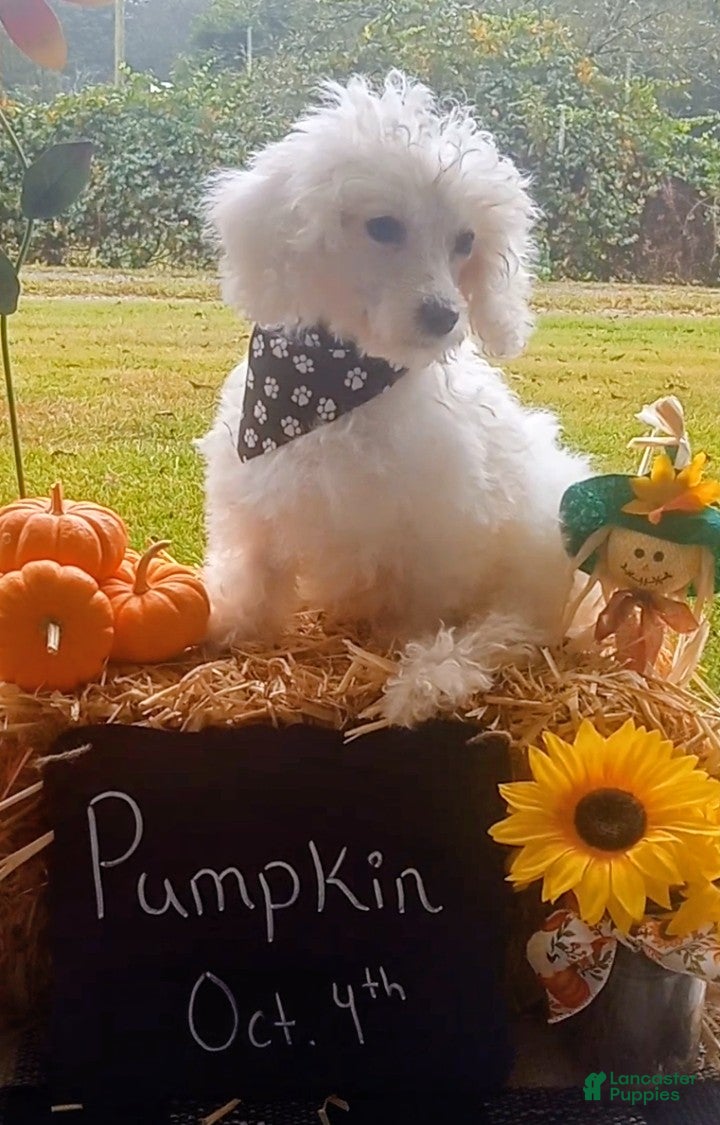 Pumpkin (Bichon Frise, Female) in Altoona, AL