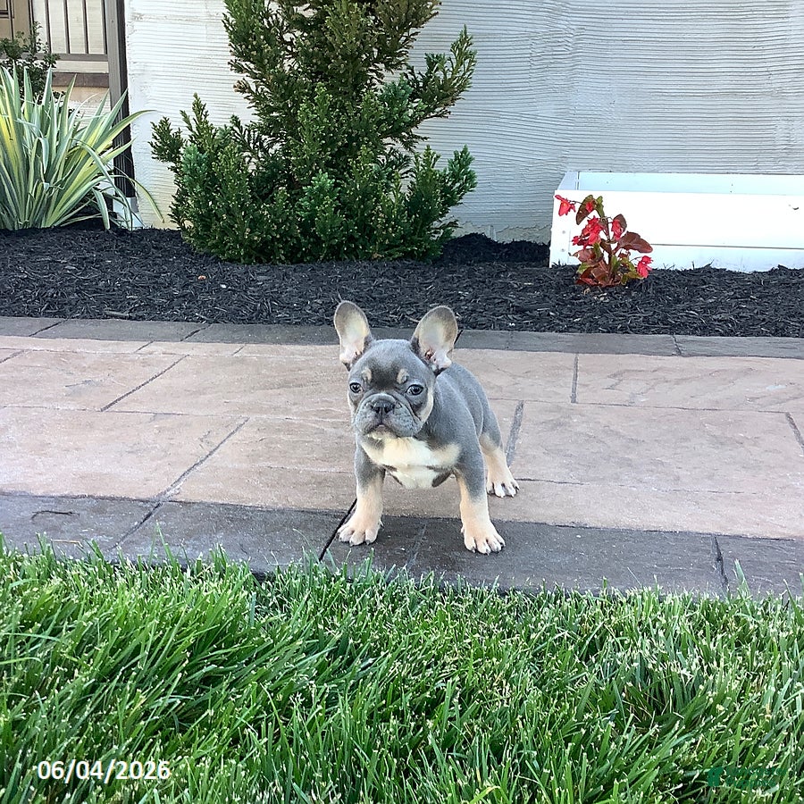 French Bulldog dogs for sale: Archie - Ad 4
