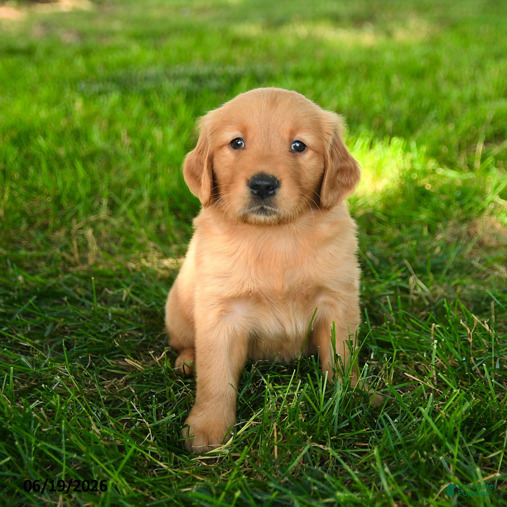 Golden Retriever dogs Chapman - Ad 2
