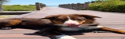 Australian Shepherd dogs for sale: Alfie - Ad 3
