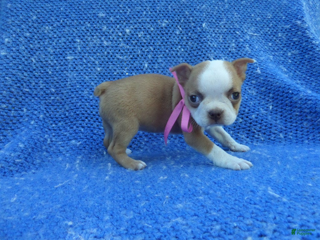Boston Terrier dogs for sale: Jenny  - Ad 13