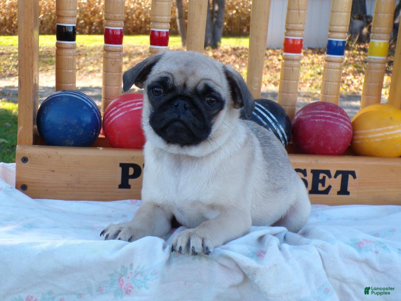 Pug dogs for sale: Fall - Ad 1