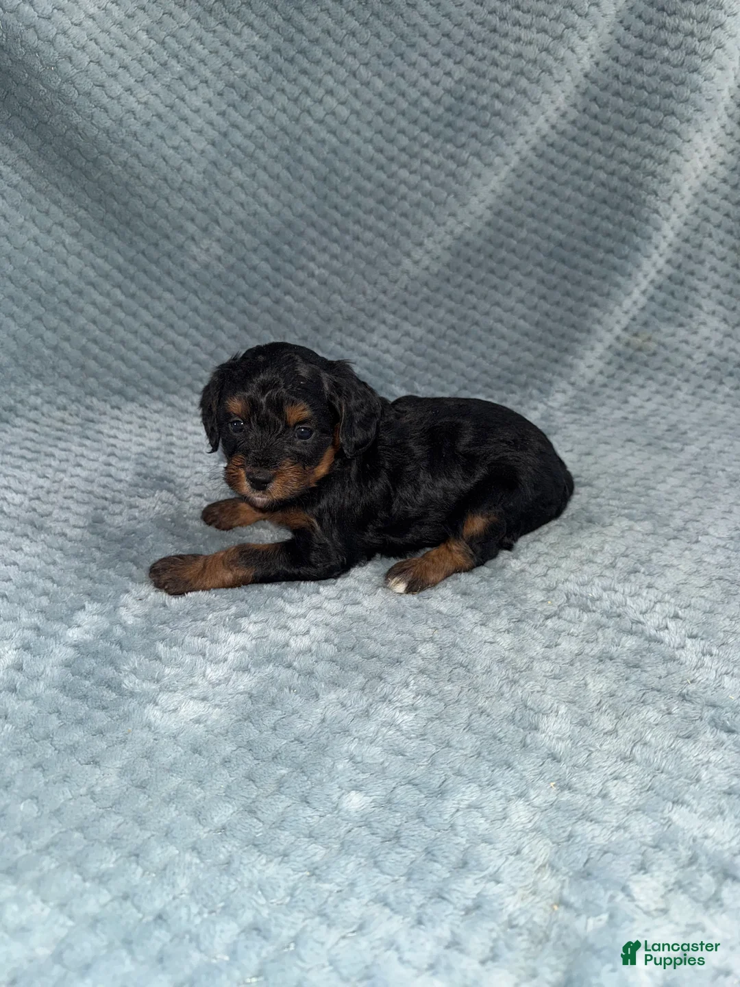 Cavapoo dogs for sale: Cavapoo Puppy 7 - Ad 5