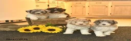 Toy Poodle dogs for sale: Sherlock  - Ad 5
