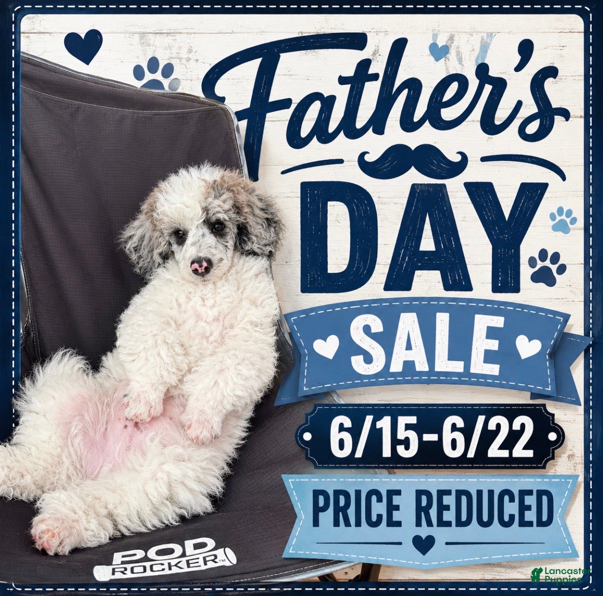 Miniature Poodle dogs Bear - Ad 1